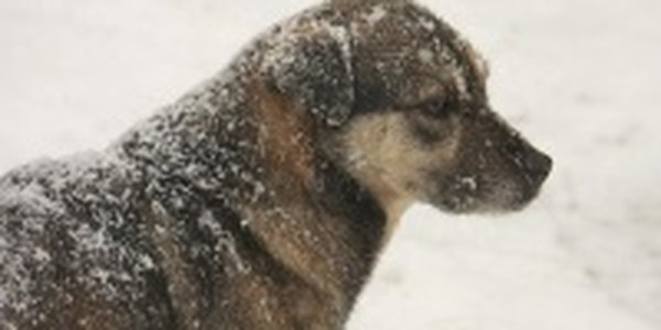 Заметает метель Владивосток (ФОТО)