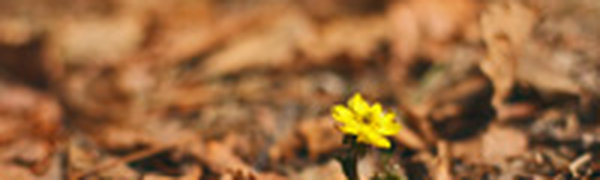 Теплую погоду принесет с собой циклон из северо-восточного Китая