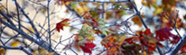 Мощный южный циклон принес осадки на Дальний Восток