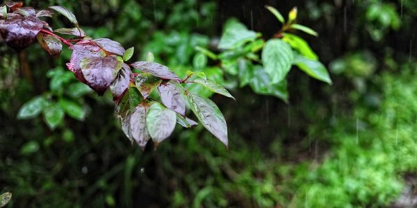 Климатический портрет августа в Приморье