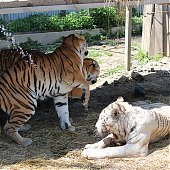 Зоопарк «Садгород»: У нас вы можете покормить животных 