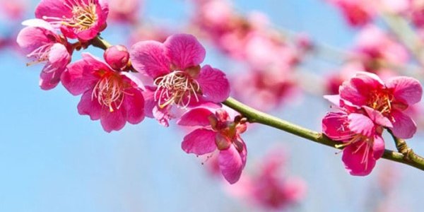 Как отдыхаем на майские праздники?