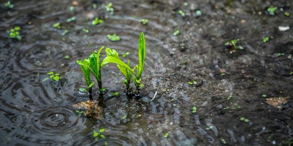 За два дня в Приморье выпало до месячной нормы осадков