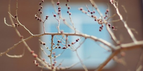 Экстремально тёплая погода в Приморье вернётся к норме в выходные дни