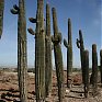 Красота гигантских кактусов Сагуаро