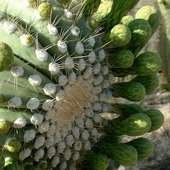 Красота гигантских кактусов Сагуаро