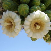 Красота гигантских кактусов Сагуаро