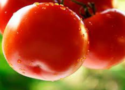 Ученые: домашние помидоры со своей грядки вкуснее магазинных