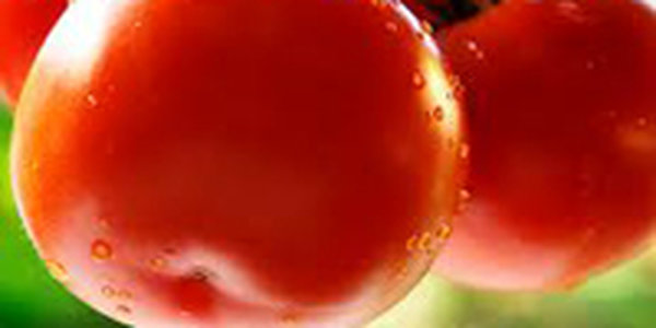 Ученые: домашние помидоры со своей грядки вкуснее магазинных