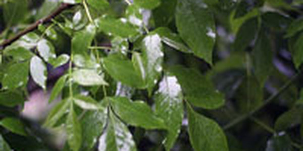 Вчера циклон вызвал дожди в Приморье