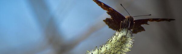 В вербное воскресенье погода в Приморье наладится