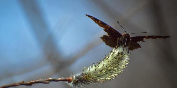 В вербное воскресенье погода в Приморье наладится