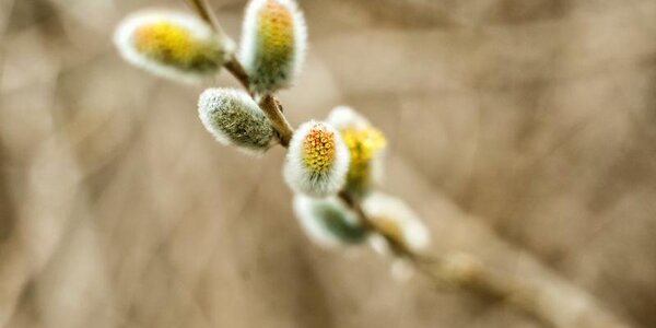 25 апреля православные верующие отметят Вербное воскресенье 