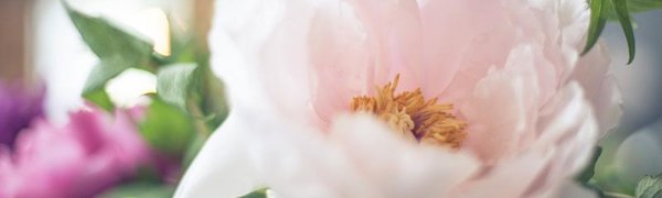 Фестиваль первоцетов пройдёт в Ботаническом саду Владивостока