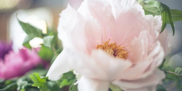 Фестиваль первоцетов пройдёт в Ботаническом саду Владивостока