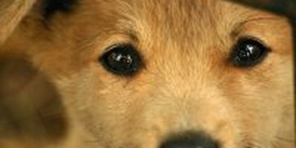 Несколько сотен собак спасли в Китае от поедания