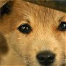 Несколько сотен собак спасли в Китае от поедания