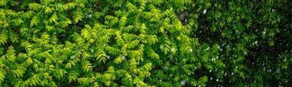 Первая декада мая в Приморье была очень влажной