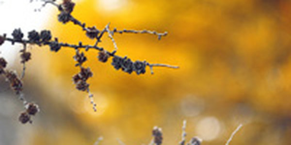 Солнечная погода в Приморье сохранится до середины недели