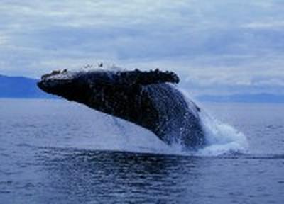 Биологи из Владивостока отправятся в Охотское море для подсчета китов