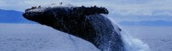 Биологи из Владивостока отправятся в Охотское море для подсчета китов