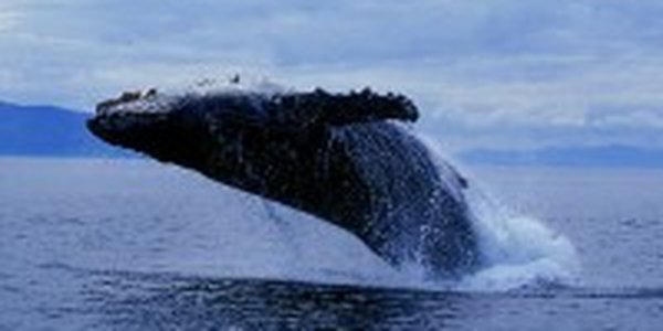 Биологи из Владивостока отправятся в Охотское море для подсчета китов