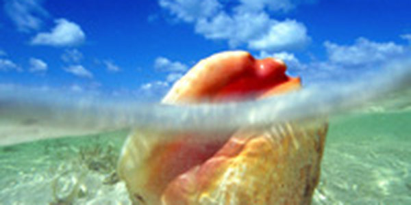 Морская вода в виде сувенира — тренд лета-2010