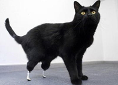 Появился первый в мире бионический кот