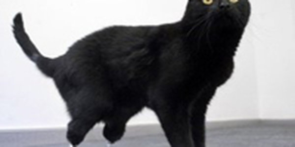 Появился первый в мире бионический кот