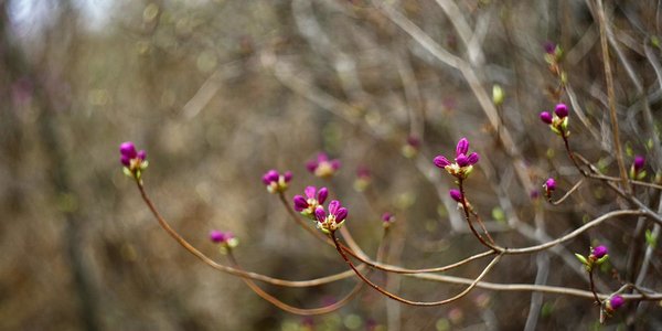 В ближайшие дни температура в Приморье продолжит понижаться
