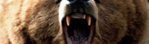 Медведь заставил собирателя папоротника просидеть на дереве 40 минут