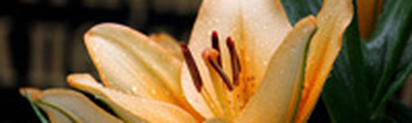 Сегодня в Приморье местами пройдут кратковременные дожди