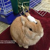 Кролик Винни и предметы на нем