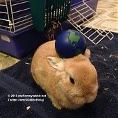 Кролик Винни и предметы на нем