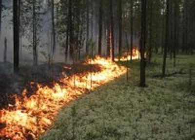 Девять природных пожаров выявили за сутки в Приморье