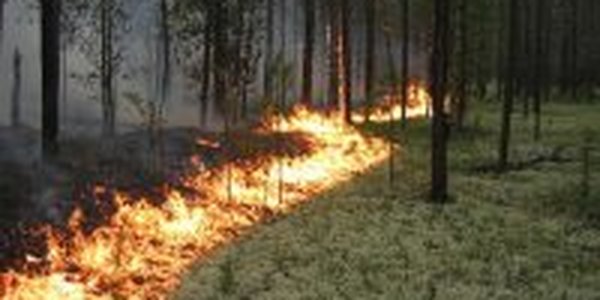 Девять природных пожаров выявили за сутки в Приморье