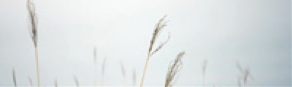 Сегодня во Владивостоке временами дождь 