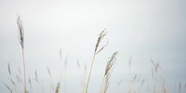 Сегодня во Владивостоке временами дождь 