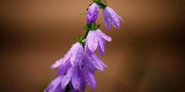 Дожди в Приморье сохранятся до конца рабочей недели