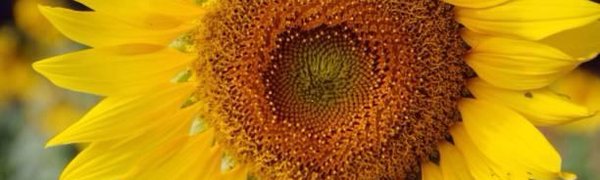 Подсолнечное масло оказалось полезней, чем оливковое