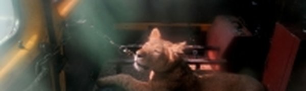 В Петербурге львицу спасли из заточения в автобусе