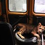 В Петербурге львицу спасли из заточения в автобусе