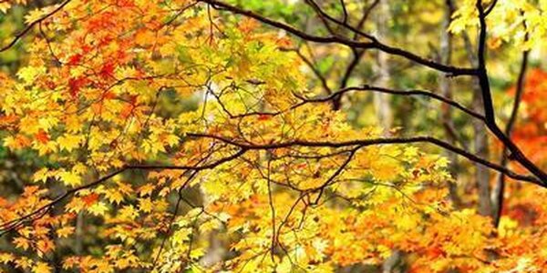 Золотая осень наступила в Приморье. Прогноз погоды на рабочую неделю на Примпогоде