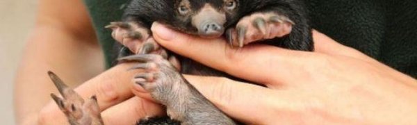 В австралийском зоопарке родился нюхль из книги Джоан Роулинг