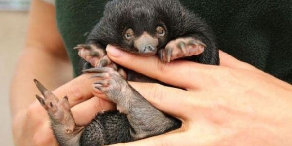 В австралийском зоопарке родился нюхль из книги Джоан Роулинг