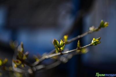 Переменчивая весна в Приморье: самый подробный прогноз на эту неделю