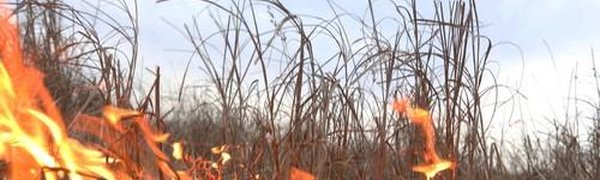 Дождь в Приморье почти не повлиял на ситуацию с лесными пожарами