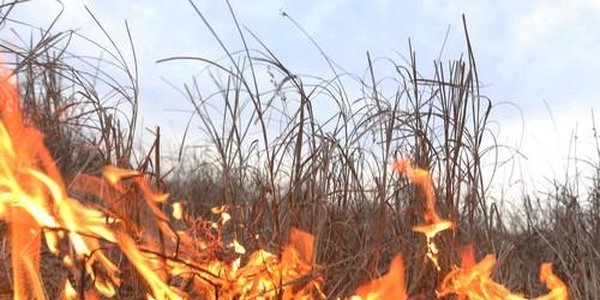 Дождь в Приморье почти не повлиял на ситуацию с лесными пожарами