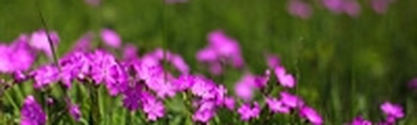 В Приморье в послеобеденные часы стало жарко