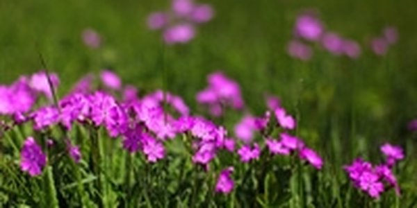 В Приморье в послеобеденные часы стало жарко